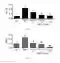 Fig. 08 - Methods of preserving and protecting pancreatic beta cells and treating or preventing diabetes by inhibiting NOX-1