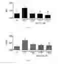 Fig. 09 - Methods of preserving and protecting pancreatic beta cells and treating or preventing diabetes by inhibiting NOX-1
