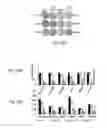 Fig. 49 - Methods and compositions for the treatment of cancer