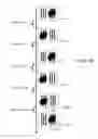 Fig. 06 - METHOD AND DEVICE FOR BOOSTING LOW-FREQUENCIES FOR A MARINE SEISMIC SURVEY