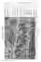Fig. 16 - Vegetation categorisation