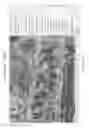 Fig. 17 - Vegetation categorisation