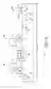 Fig. 09 - Split gate device with doped region and method therefor