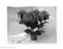 Fig. 01 - Hydrangea plant named 'BCHY-10.P14'