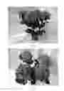 Fig. 02 - Hydrangea plant named 'BCHY-10.P14'
