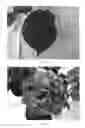 Fig. 04 - Hydrangea plant named 'BCHY-10.P14'