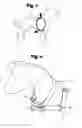 Fig. 04 - DOG STEERING HARNESS
