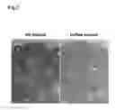 Fig. 08 - ORGAN REGENERATION METHOD UTILIZING BLASTOCYST COMPLEMENTATION