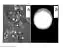 Fig. 01 - Nanoformulations for plants