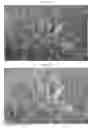 Fig. 06 - Weed control and fertilizer