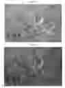 Fig. 07 - Weed control and fertilizer