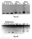 Fig. 06 - METHOD TO CONCENTRATE APOA-1 MIMETIC PEPTIDES TRANSGENICALLY EXPRESSED IN PLANTS