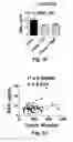 Fig. 22 - METHOD TO CONCENTRATE APOA-1 MIMETIC PEPTIDES TRANSGENICALLY EXPRESSED IN PLANTS