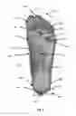 Fig. 02 - Digital last