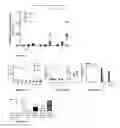 Fig. 07 - Immunomodulation using spores and pollen grains