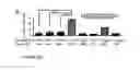 Fig. 08 - Immunomodulation using spores and pollen grains