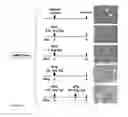 Fig. 02 - Method for chemoselection