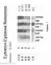Fig. 02 - Compositions and methods for the systemic treatment of arthritis