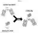 Fig. 02 - Combination therapy for inducing immune response to disease