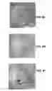 Fig. 07 - THREE-DIMENSIONAL BIOPRINTED ARTIFICIAL CORNEA