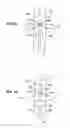 Fig. 27 - Method and apparatus for intra-aortic substance delivery to a branch vessel