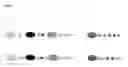 Fig. 06 - Microfluidic Device for the Generation of Combinatorial Samples