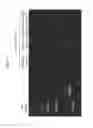 Fig. 09 - Sorbent material for separating bio-macromolecules