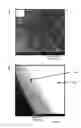Fig. 01 - Superficially porous particles with dual pore structure and methods for making the same