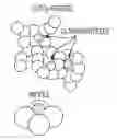 Fig. 01 - Copper nanoparticle-titania composite nanoarchitectures