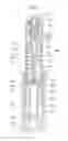 Fig. 08 - Vehicle height adjustment apparatus
