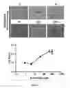 Fig. 10 - Proxisome proliferator activated receptor (PPAR) compounds and methods of using the same