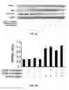 Fig. 12 - Proxisome proliferator activated receptor (PPAR) compounds and methods of using the same