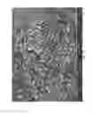 Fig. 40 - Solid forms of (1S,4S)-4-(2-(((3S,4R)-3-fluorotetrahydro-2H-pyran-4-yl)amino)-8-((2,4,6-trichlorophenyl)amino)-9H-purin-9-yl)-1-methylcyclohexane-1-carboxamide and methods of their use