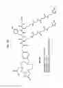 Fig. 19 - Methods and Compositions for Improved F-18 Labeling of Proteins, Peptides and Other Molecules