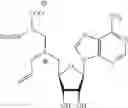 Fig. 30 - Cofactor analogues for methyltransferases