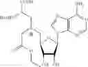 Fig. 34 - Cofactor analogues for methyltransferases