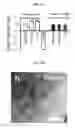 Fig. 09 - Programmable polypeptide and nucleic acid nanoparticles