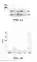 Fig. 05 - MODIFIED MICROBIAL TOXIN RECEPTOR FOR DELIVERING AGENTS INTO CELLS