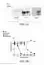 Fig. 06 - MODIFIED MICROBIAL TOXIN RECEPTOR FOR DELIVERING AGENTS INTO CELLS