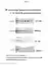 Fig. 04 - Genetically modified higher plants with increased photosynthesis and/or biomass production, methods and uses thereof