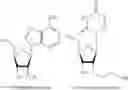 Fig. 02 - MYC NUCLEIC ACIDS AND USES THEREOF