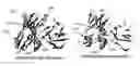 Fig. 01 - Methods of modifying antibodies for purification of bispecific antibodies
