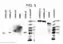 Fig. 04 - Methods of modifying antibodies for purification of bispecific antibodies