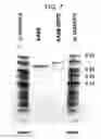 Fig. 08 - Methods of modifying antibodies for purification of bispecific antibodies