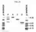 Fig. 22 - Methods of modifying antibodies for purification of bispecific antibodies
