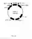 Fig. 02 - Antibody capable of binding to influenza virus
