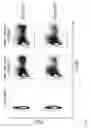 Fig. 05 - Chimeric antigen receptor specific for SSEA4 antigen