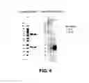 Fig. 09 - Modified J-chain