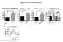 Fig. 06 - Methods for differentiation of human pluripotent stem cells to brain microvascular endothelial cells