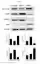 Fig. 06 - Methods for improving proliferation and stemness of limbal stem cells